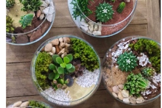 Plant Nite: Glass Succulent Bowls - Create One
